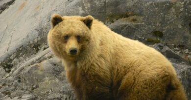 El presidente ruso Vladimir Putin anuncia la reversión de la histórica venta de Alaska a Estados Unidos, provocando tensiones diplomáticas y reacciones en el ámbito internacional.