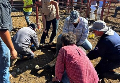 La plaga que afecta a ganado y humanos avanza hacia la frontera y provoca el cierre de puertos ganaderos y recriminaciones diplomáticas.