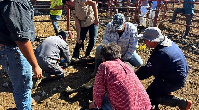 La plaga que afecta a ganado y humanos avanza hacia la frontera y provoca el cierre de puertos ganaderos y recriminaciones diplomáticas.